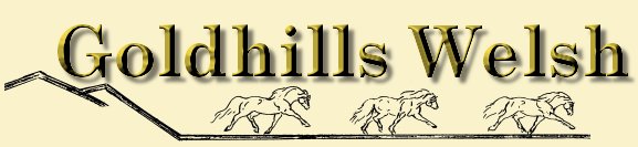 Welcome to Goldhills Welsh Ponies and Welsh Cobs
