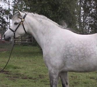 Goldhills Silver Rose - Section B Welsh Pony Mare