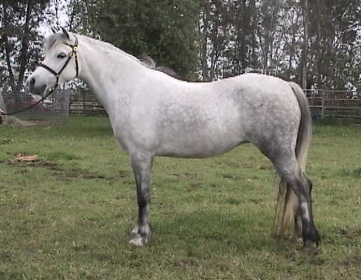 Goldhills Silver Rose - Section B Welsh Pony mare