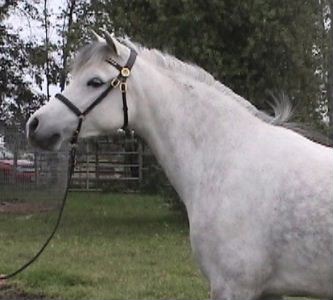 Goldhills Silver Rose - Section B Welsh Pony Mare