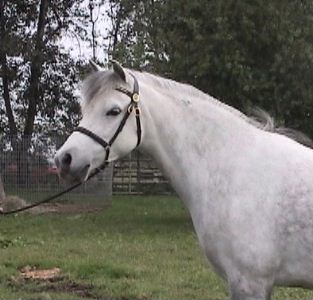 Goldhills Silver Rose - Section B Welsh Pony Mare