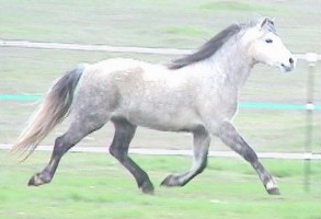 Goldhills Silver Rose - Section B Welsh Pony Mare