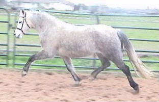 Goldhills Silver Rose - Section B Welsh Pony Mare