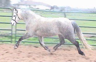 Goldhills Silver Rose - Section B Welsh Pony Mare