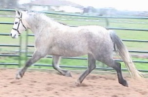 Goldhills Silver Rose - Section B Welsh Pony Mare