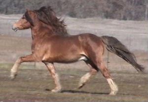 Goldhills Welsh - Welsh Cob Stallion *Okeden Taffy